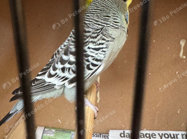 Budgies