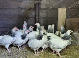 Light Sussex bantam pullets