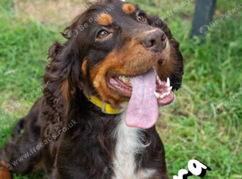Multiple rescue spaniels looking for their forever homes