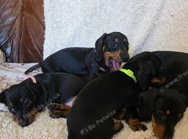 Six beautiful miniature smooth haired dachshunds-one girl left