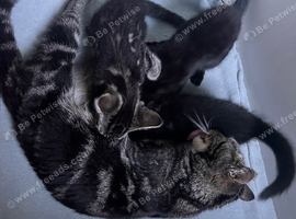 3 beautiful mischief makers