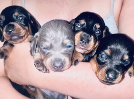 Last 2 puppies left