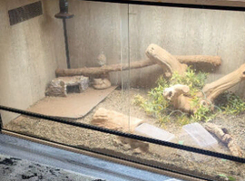 Ackie monitor