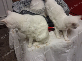 Beautiful white kittens