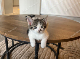 Kittens