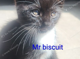 Cute 8 week kittens needing home