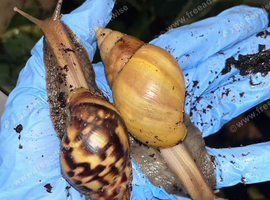 Juvenile Rodatzi + Wild colour Lissachatina fulica