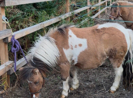 Super registered mini Shetland gelding