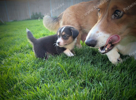 Cardiganshire puppies