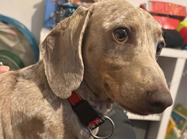 Dachshund 3 years old