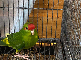 Baby kakariki