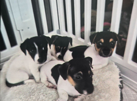 Minture jack russel