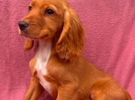 Cocker spaniels