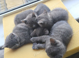 Kittens for sale &pound;250