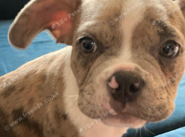 French bulldog x pocket bully