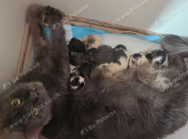 TICA REGISTERED STUNNING KITTENS