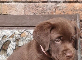 Loving Female Chocolate Labrador Loking a New Home