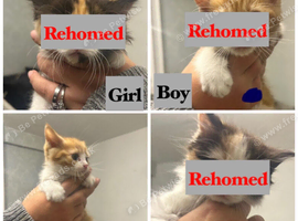 4 fur baby&rsquo;s looking for there new homes