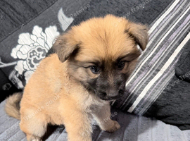 German Shepherd Puppies