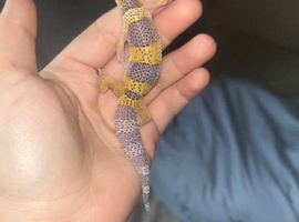 Baby leopard gecko available to leave in 3/4 weeks!