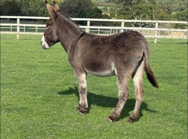 6 year old Jenny donkey in foal