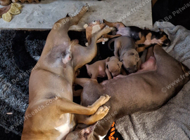 Staffordshire bull Terrier/American Staffy Puppies