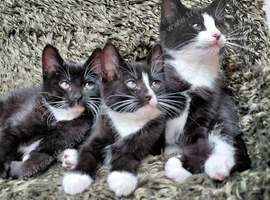 3 beautiful kitten girls tuxedo born 3rd Aug 2026