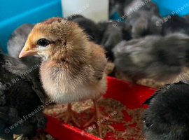 Week old Olive Eggers