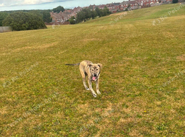 Cane Corso Cross Presa STUD ONLY