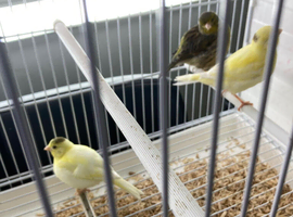 Three canaries not sure on sex