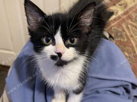 Kittens ready to leave