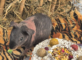 2 baby skinny pigs