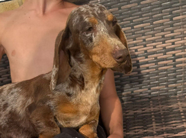 Beautiful miniature dachshund female for sale