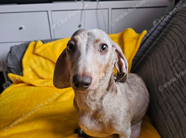 Miniature dachshund