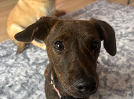 Dachshund X Staffy
