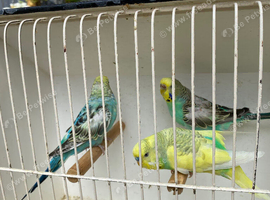 Baby budgies