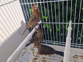Mexican house finch breeding Pair