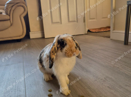 Mini Lop Boys