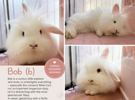 Double Maned Lionheads READY NOW