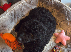 Cockapoo