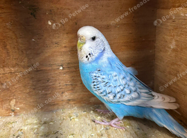 Female budgie