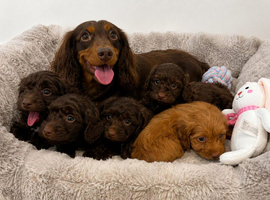 Stunning litter of 5 F1 cockapoo puppies