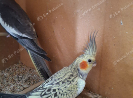 Young cockatiels very pretty