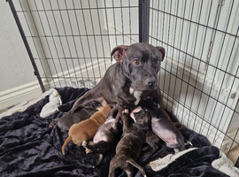 Staffordshire BullTerrier Puppies.