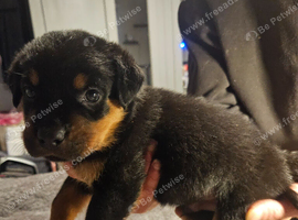 Rottweiler pups