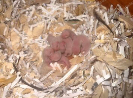 Sandy x albino kits