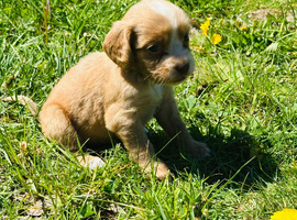 Cocker spaniel puppies