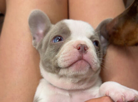 KC reg frenchie pups