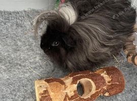 Male guinea pig
