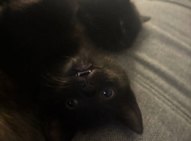 3 kitties for sale